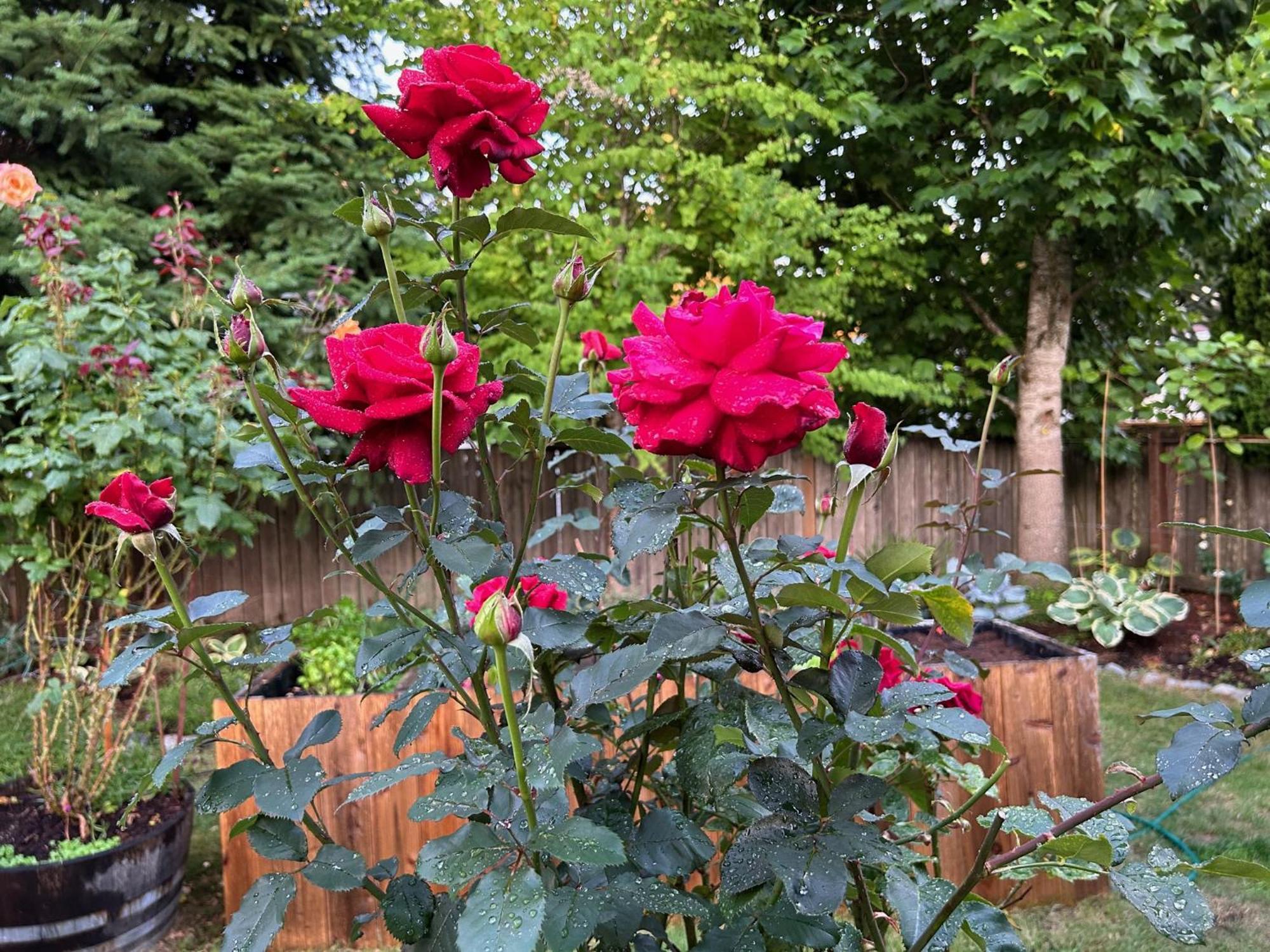 North Nanaimo Gem - Garden-View Room With Private Ensuite 외부 사진